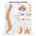 Human Spinal Cord Chart
